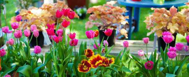 Geraldine Summer Fete_Location details_What’s On Event Calendar_South Canterbury