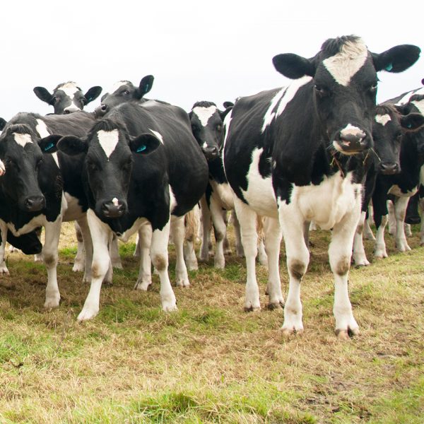 Oceania Dairy South Canterbury District site